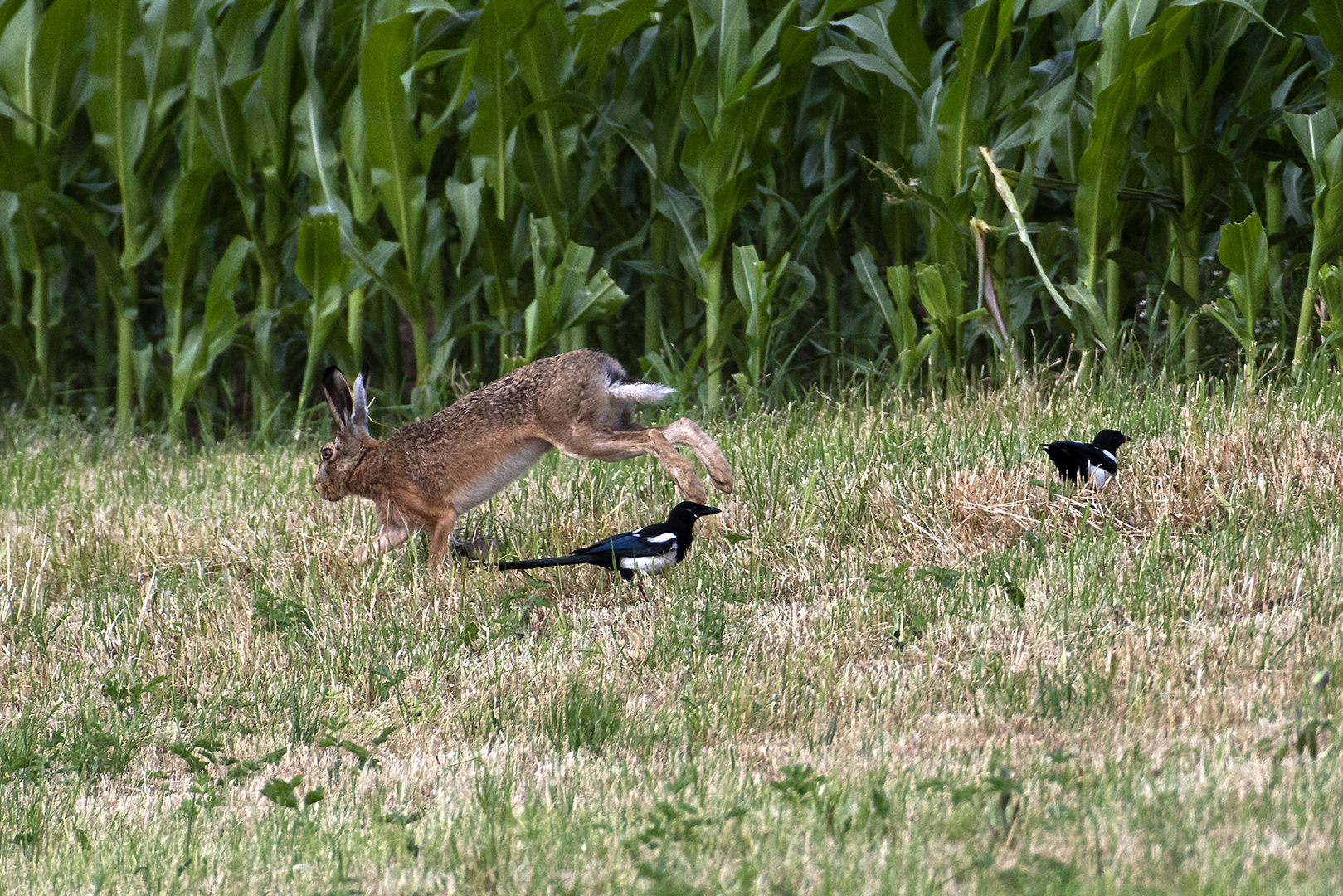 Feldhase und Elstern