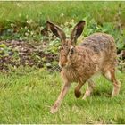 Feldhase unterwegs im Garten