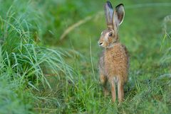 Feldhase (Wildlife)