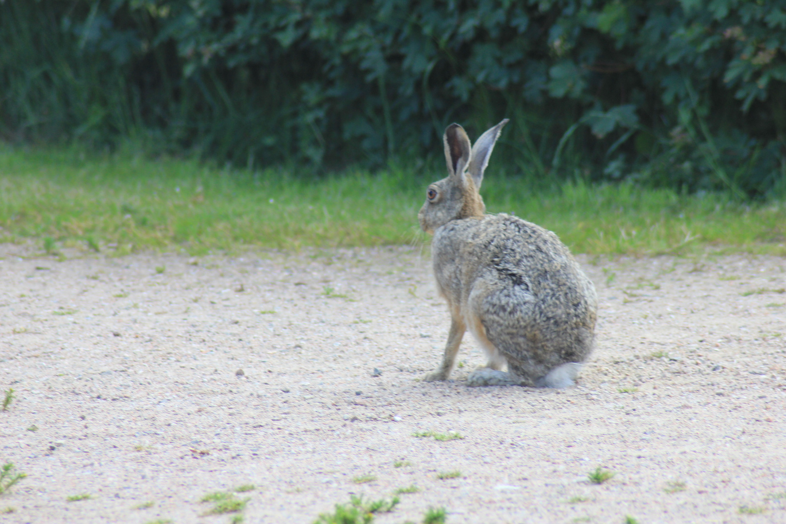 Feldhase zu Besuch