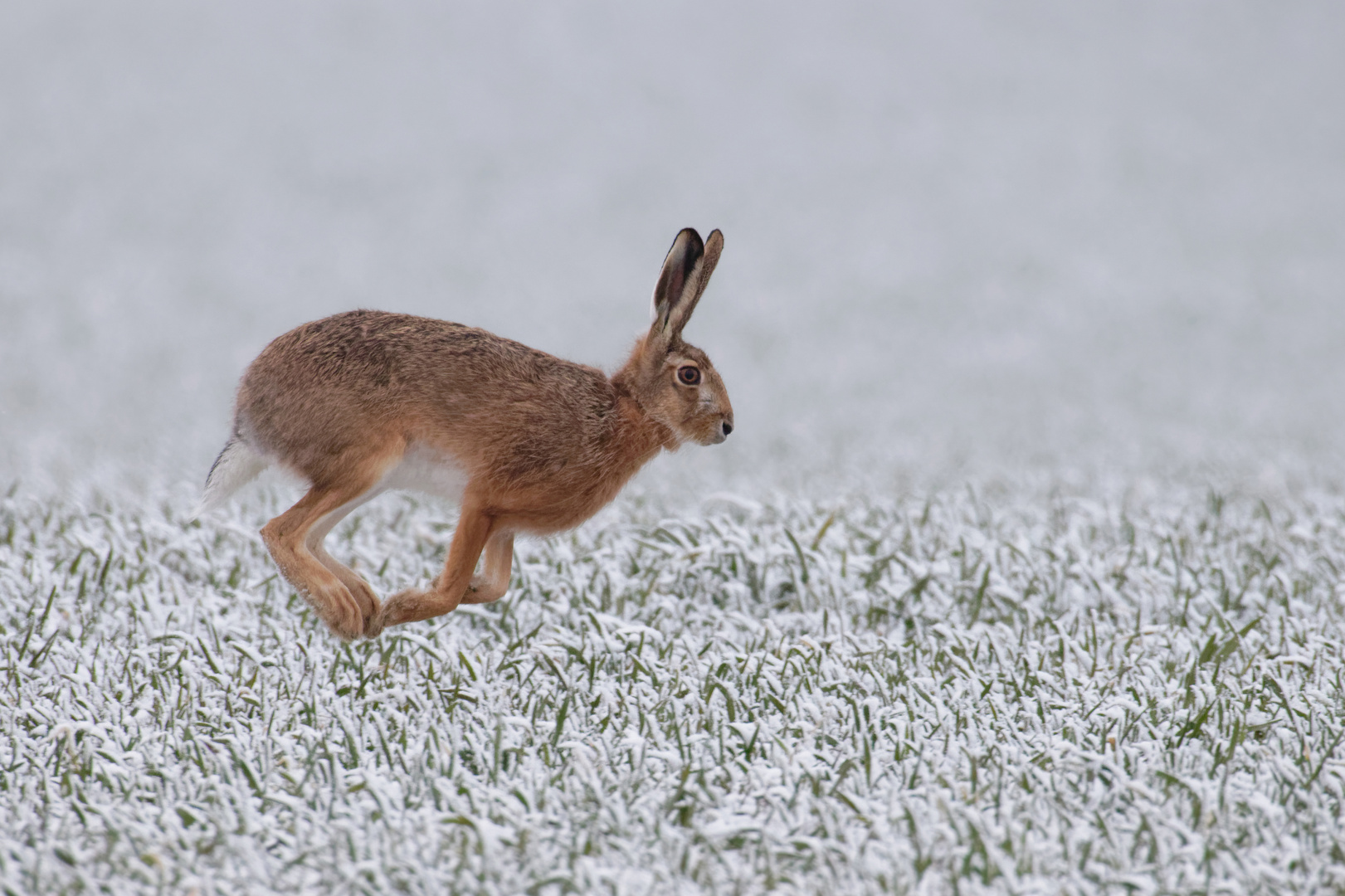 Feldhase(Lepus europaeus) : Nun aber schnell... Ostern steht vor der Tür 