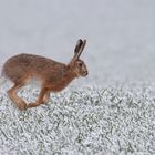 Feldhase(Lepus europaeus) : Nun aber schnell... Ostern steht vor der Tür 