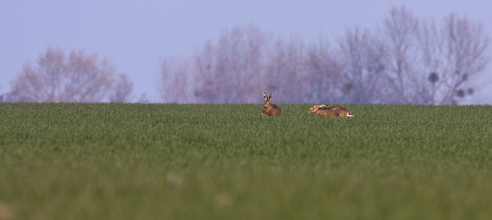 Feldhasen