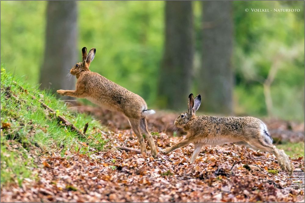 Feldhasen beim Liebesspiel