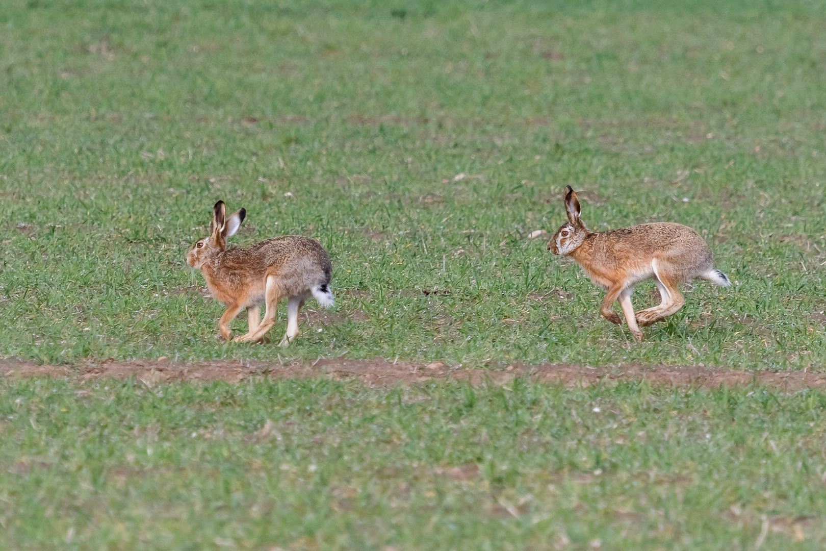 Feldhasen beim Wettlauf