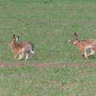 Feldhasen beim Wettlauf