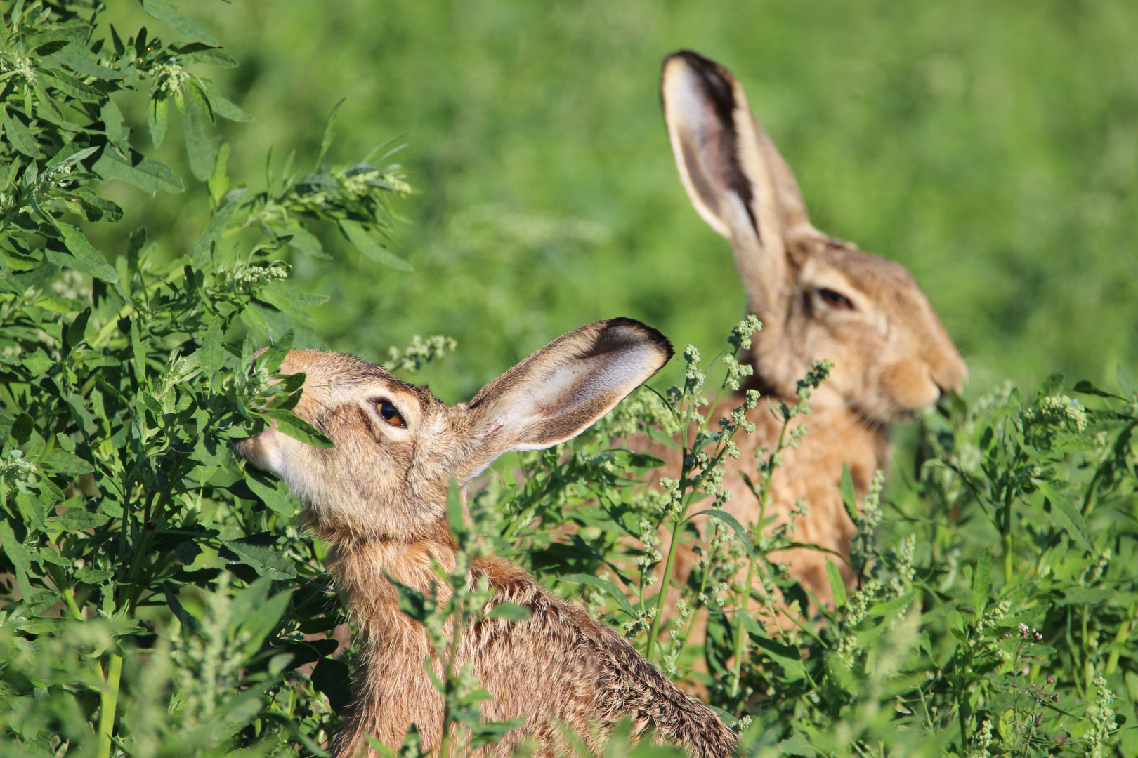 Feldhasen Foto & Bild | wald, feld, hase Bilder auf fotocommunity