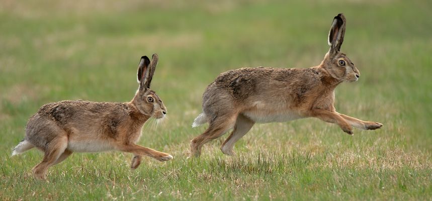Feldhasen