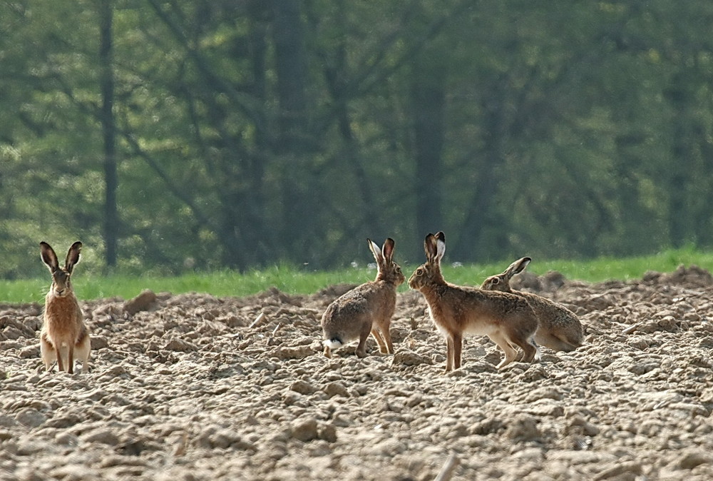 Feldhasen