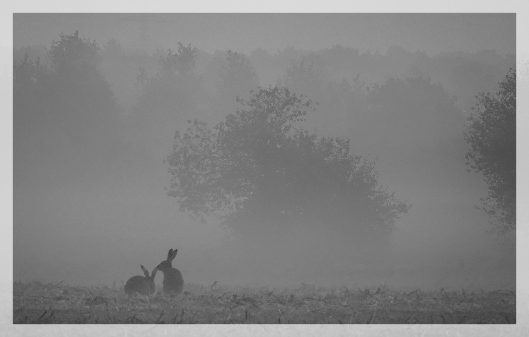 Feldhasen im Frühnebel