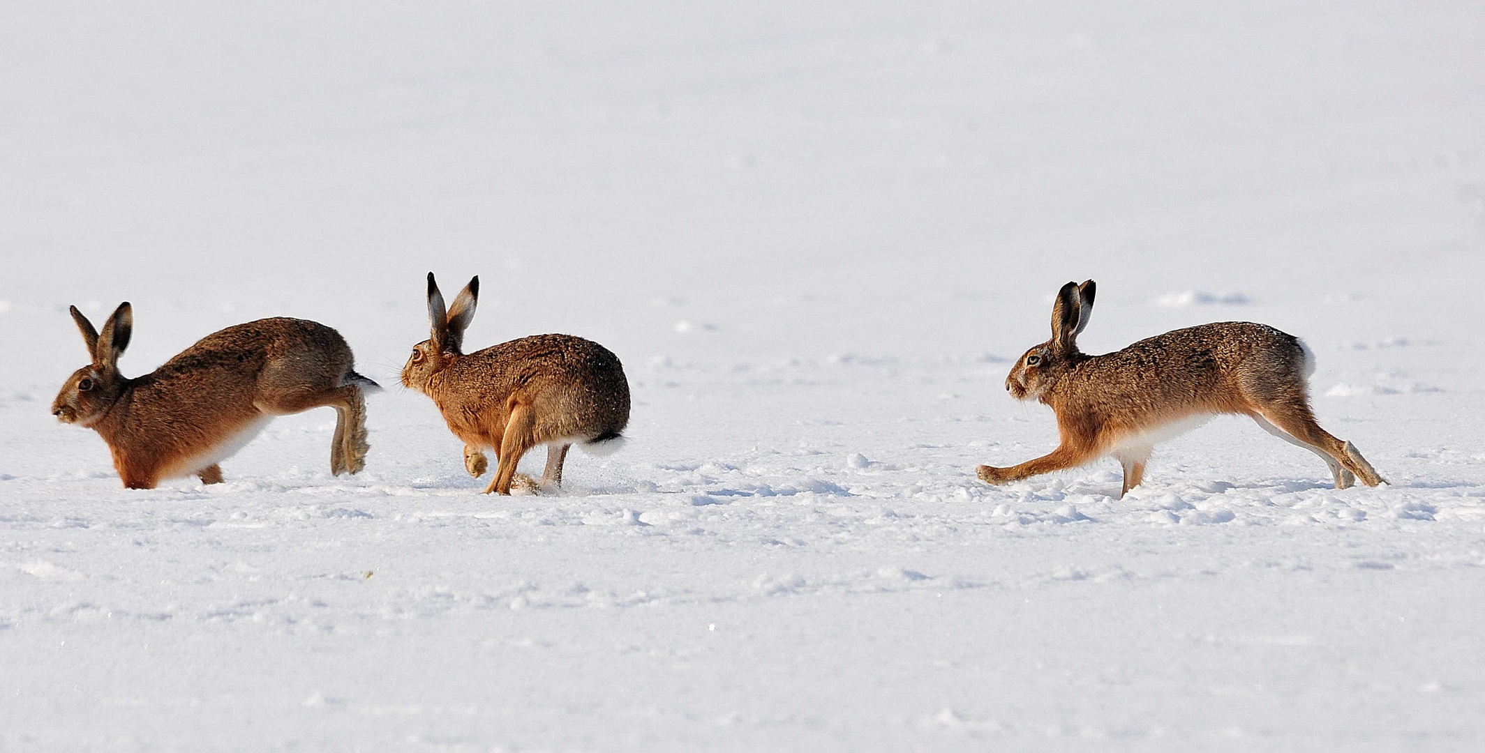 Feldhasen im Schnee