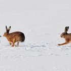 Feldhasen im Schnee