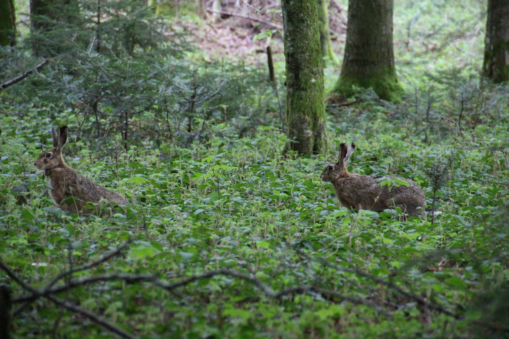 Feldhasen im Wald