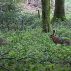 Feldhasen im Wald