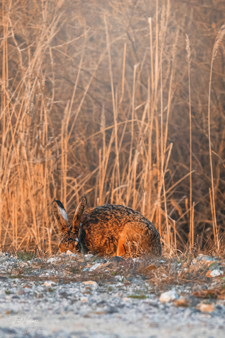 Feldhasen in der Lausitz