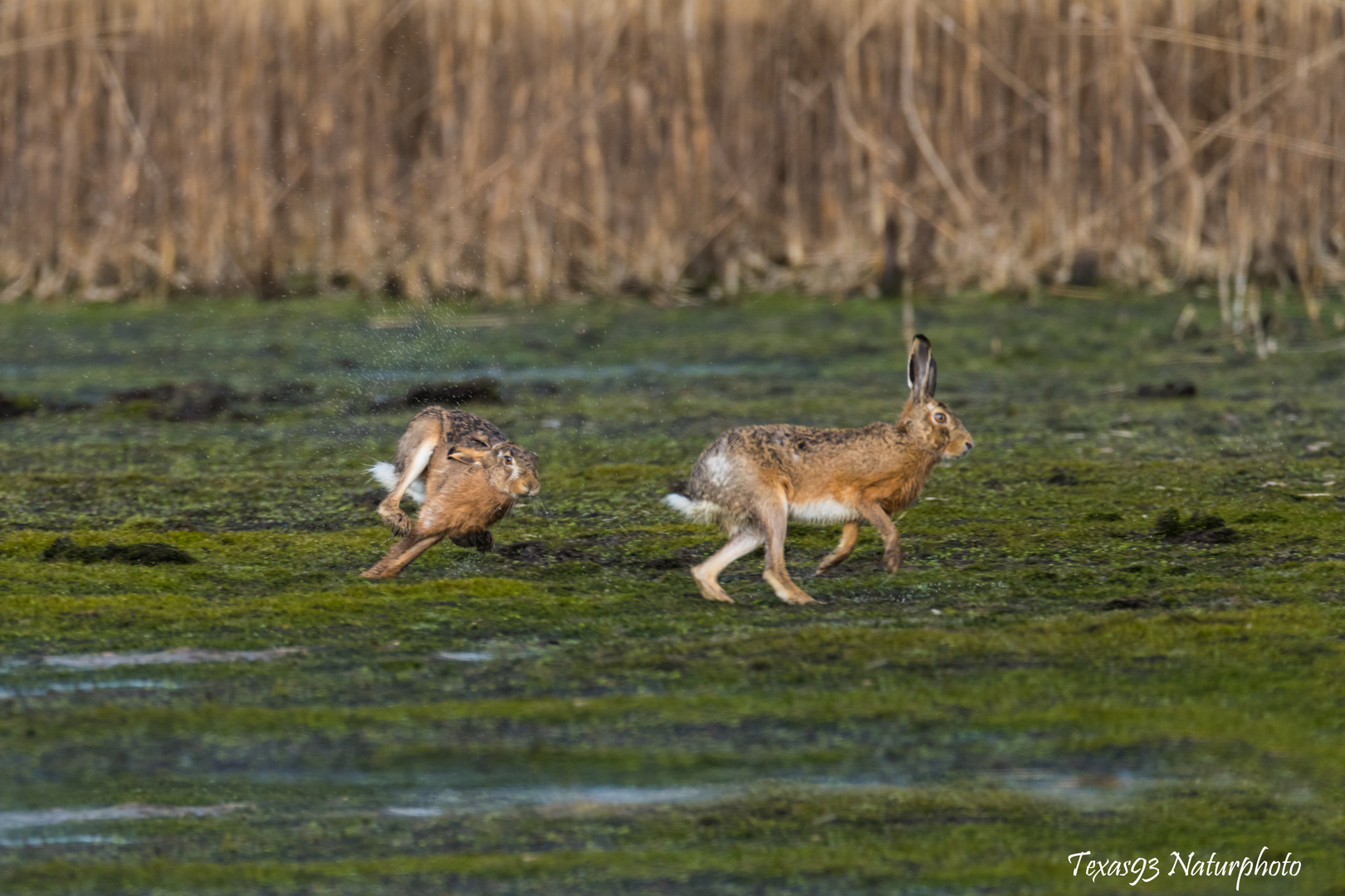 Feldhasen Jagd 