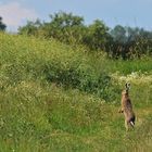 Feldhasen – Leichtsinn