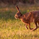 Feldhasen - Sprint in der Abendsonne