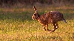 Feldhasen - Sprint in der Abendsonne