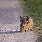 Feldhasen zu fotografieren ist für mich schon etwas sehr schönes....