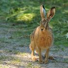 Feldhasenmakro – förmlich aufgedrängt 03