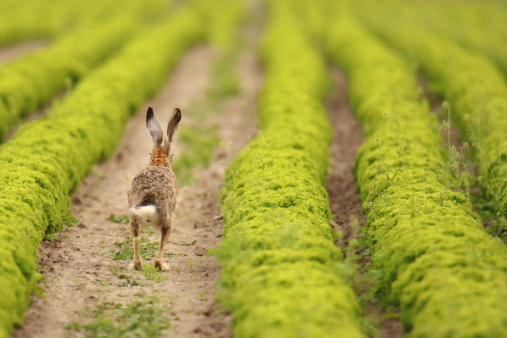 Feld(Hasen)Salat