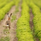 Feld(Hasen)Salat