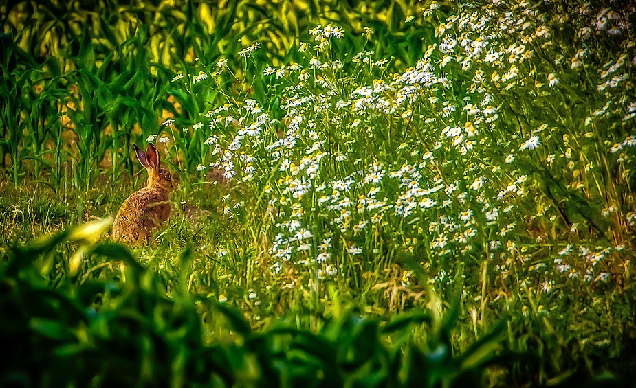 Feldhaser'l mitten im Feld