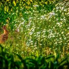 Feldhaser'l mitten im Feld