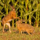 Feldhasi unten denkt "Irgendwas stimmt mit Hasi nicht"! (+ lustiger Spot)