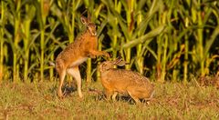 Feldhasi unten denkt "Irgendwas stimmt mit Hasi nicht"! (+ lustiger Spot)