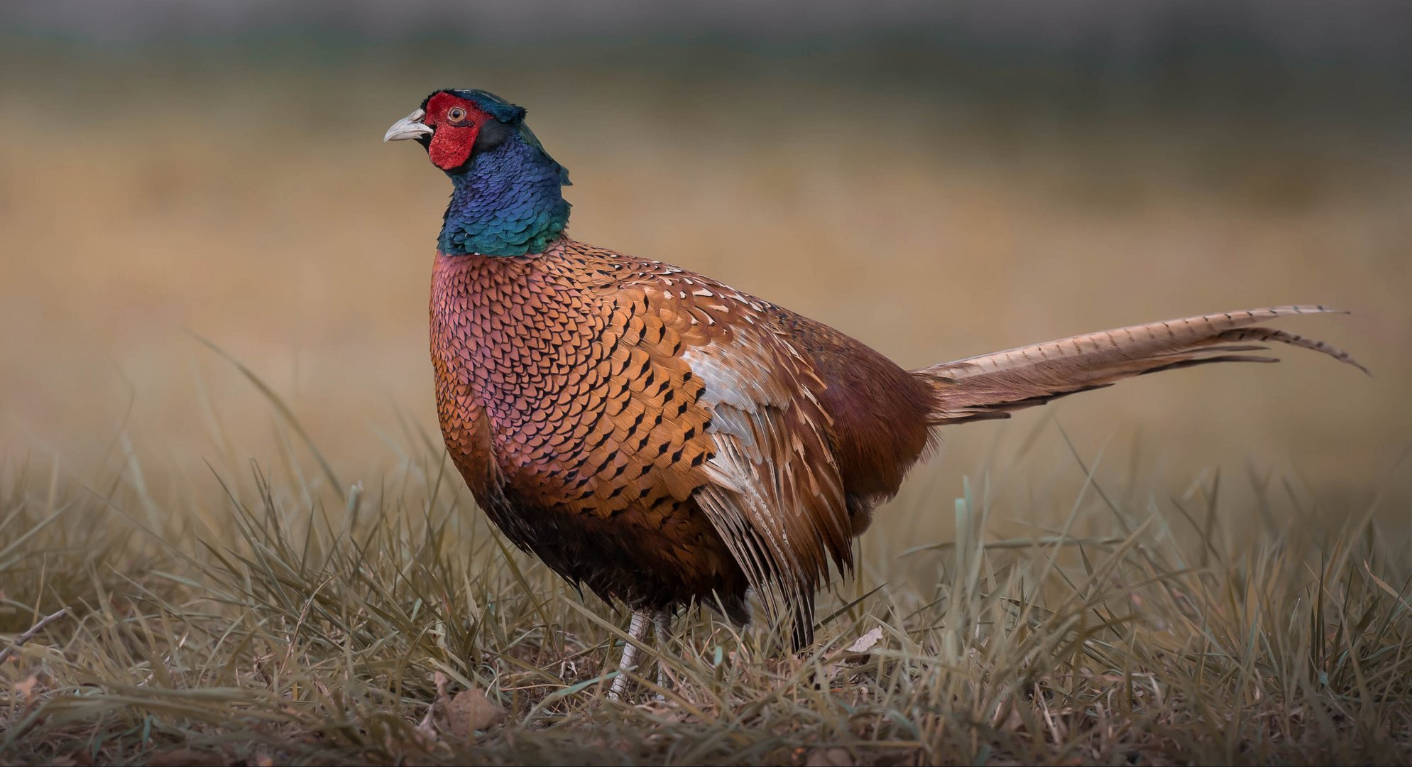 Feldherr.. Foto & Bild natur, portrait, tiere Bilder auf