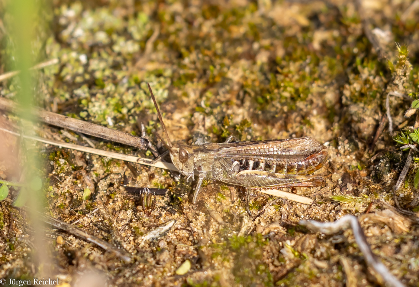 Feldheuschrecke ( Acrididae indet. ) 