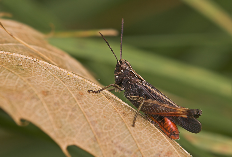 Feldheuschrecke