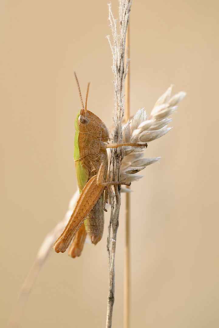 Feldheuschrecke