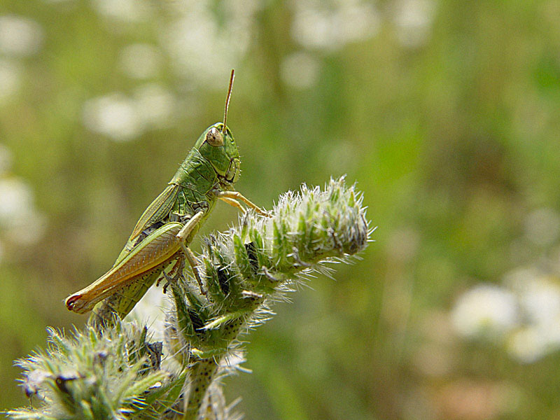 Feldheuschrecke