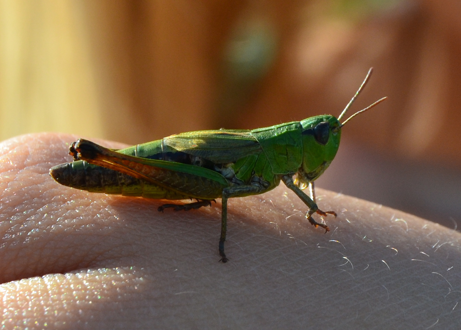 Feldheuschrecke Gemeiner Grashüpfer - Chorthippus parallelus