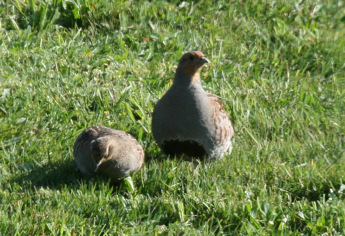 Feldhuhn und Hahn