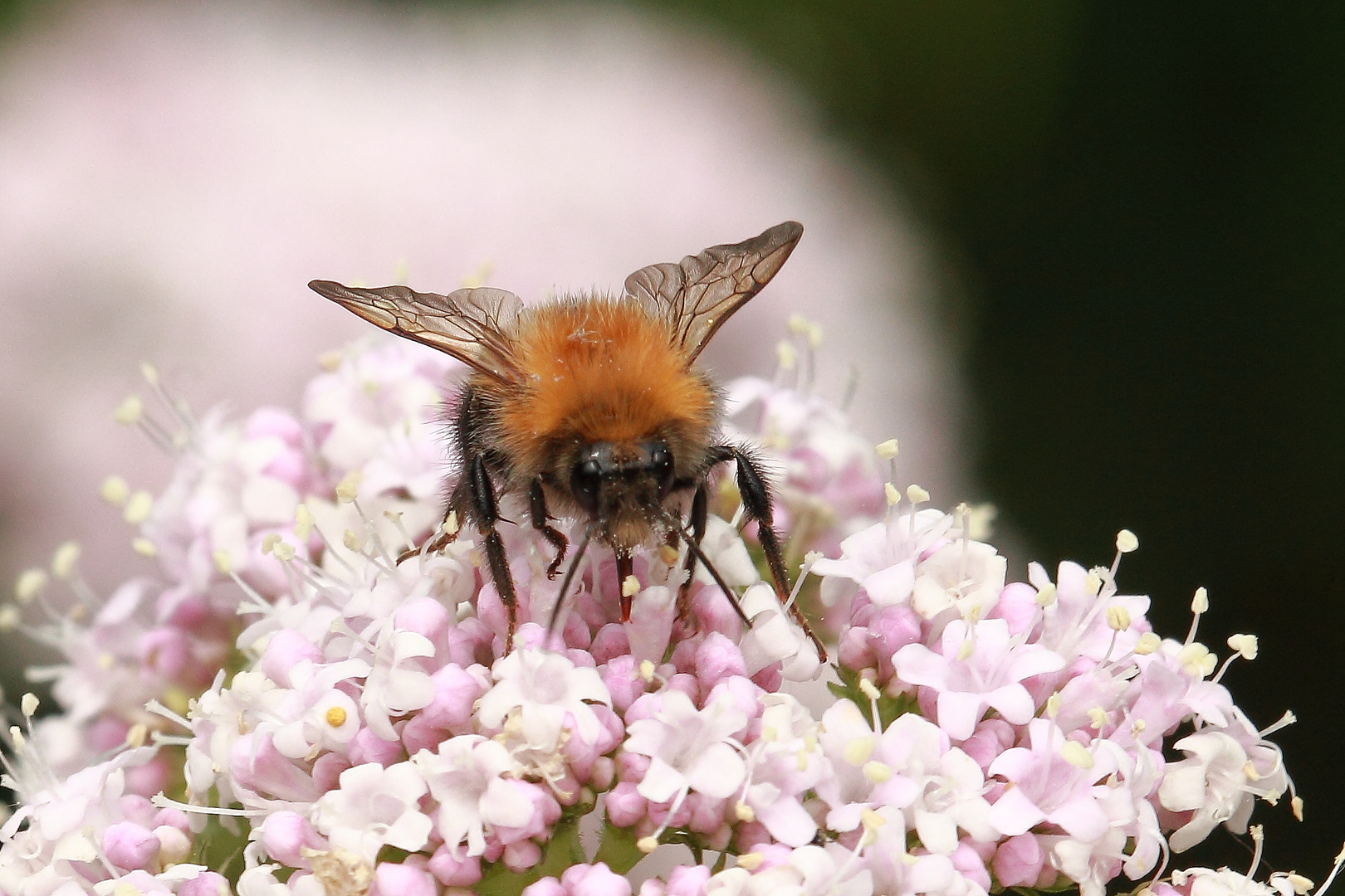 Feldhummel #3