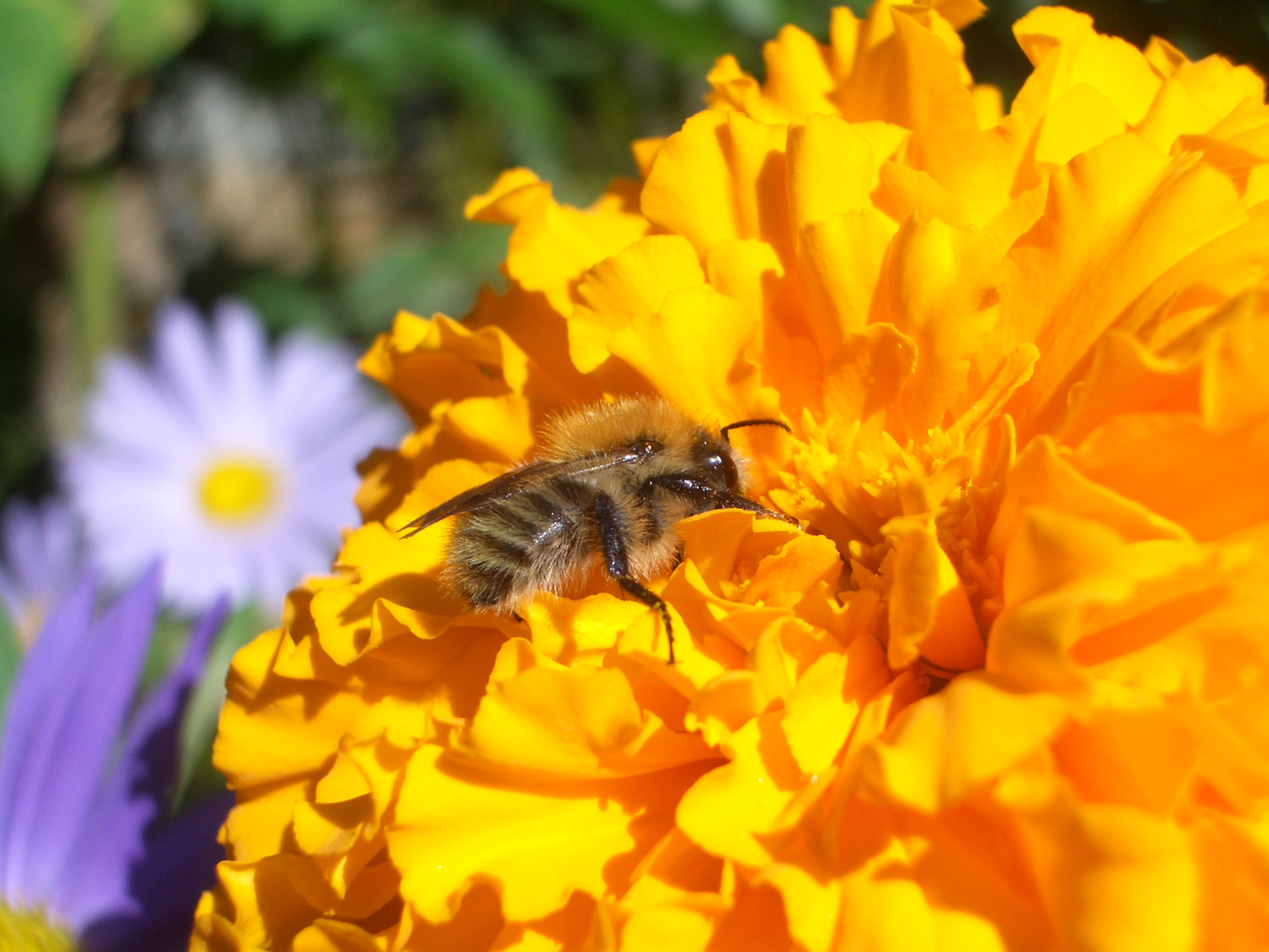 Feldhummel