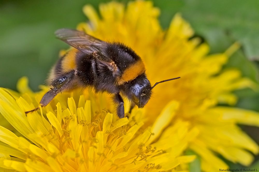 Feldhummel