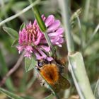 Feldhummel an Wiesenklee