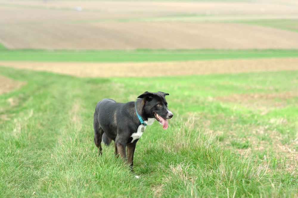 Feldhund