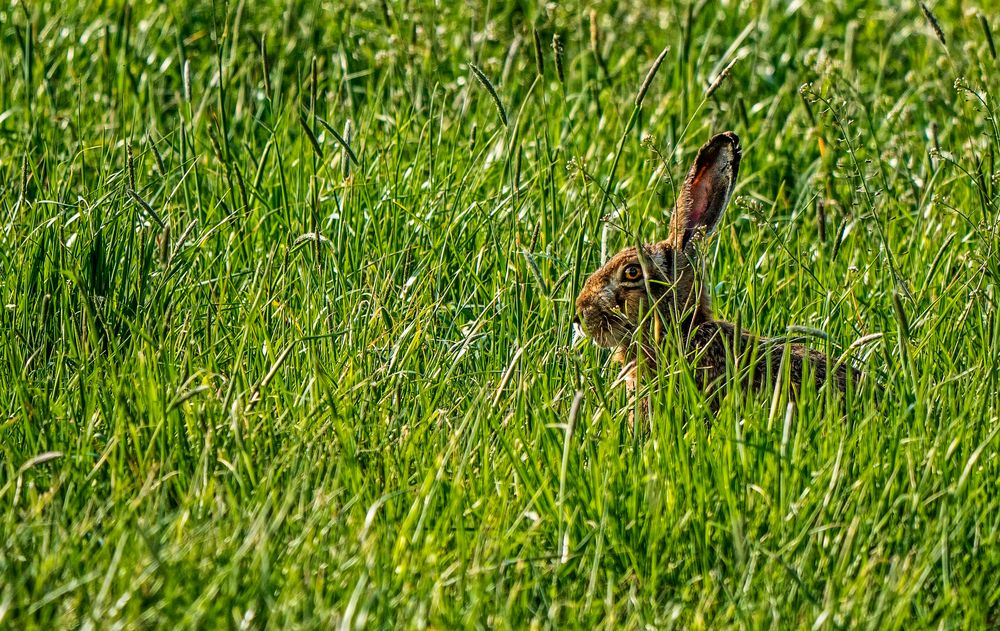 FELDI der HASE