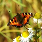 Feldimpressionen - Kleiner Fuchs