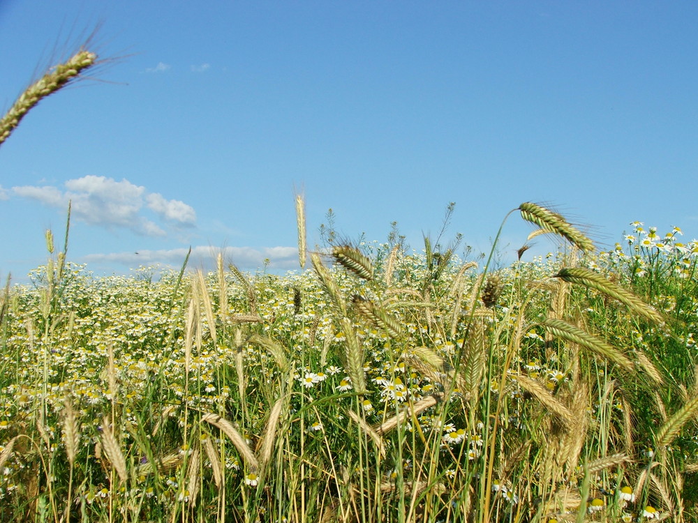 Feldimpressionen - Sommer in Feld und Flur