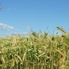 Feldimpressionen - Sommer in Feld und Flur