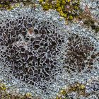 Feldkuchenflechte (Lecanora campestris)