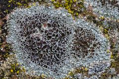 Feldkuchenflechte (Lecanora campestris)