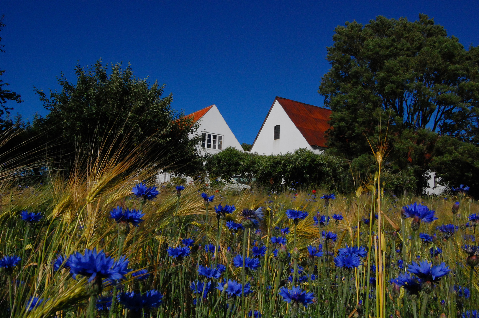 Feldlandschaft auf Bornholm/ Dänemark